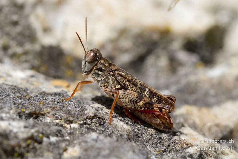 Calliptamus barbarus ♂ - CH, BE, Biel, 09.09.2013