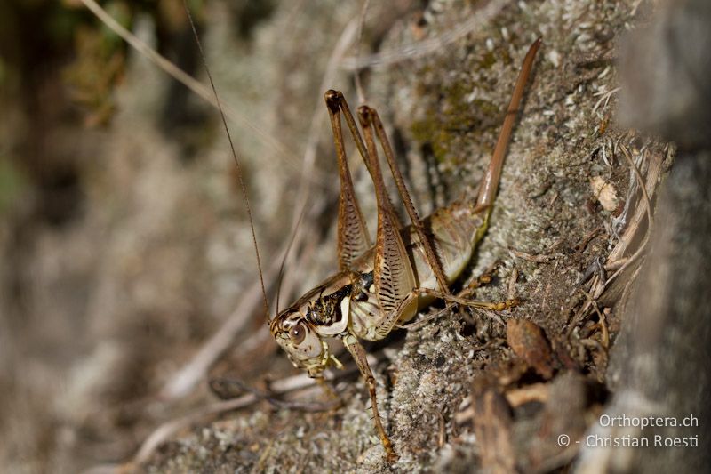 Pachytrachis striolatus ♀ - CH, TI, Mt. Caslano, 02.09.2013