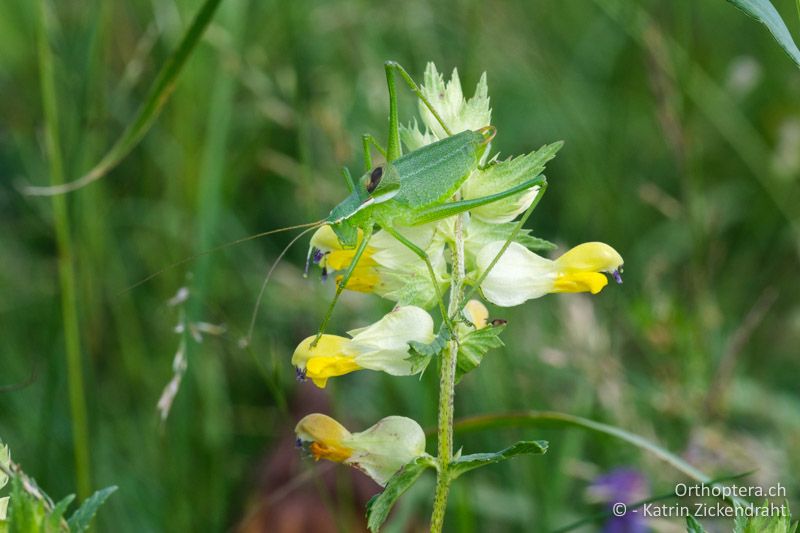 Plumpschrecke Isophya stysi, Männchen