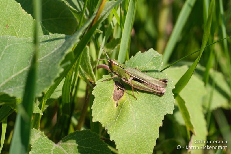 Weissfuss-Grashüpfer (Chorthippus oschei), Weibchen