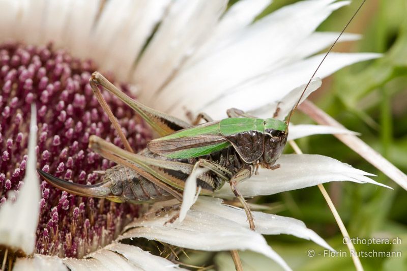 Metrioptera brachyptera ♀ - AT, Vorarlberg, Grosses Walsertal, 28.09.2012