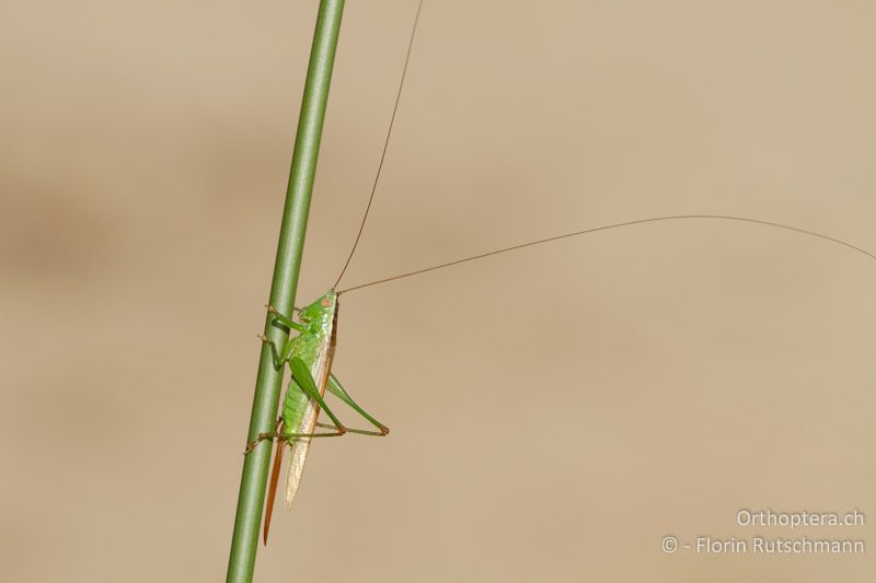 Conocephalus fuscus ♀ - GR, Zentralmakedonien, Methoni, 01.07.2013