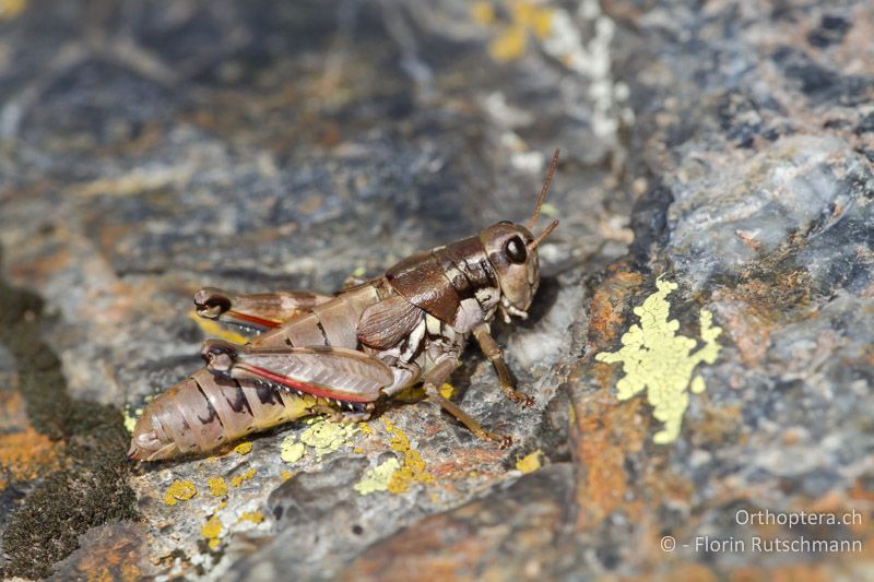 Podisma pedestris ♀ - CH, GR, Bernina Pass, 20.09.2013