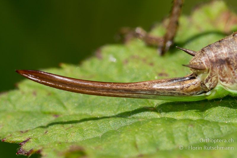 Legeröhre von Pachytrachis gracilis ♀ - HR, Istrien, Roc, 01.08.2014