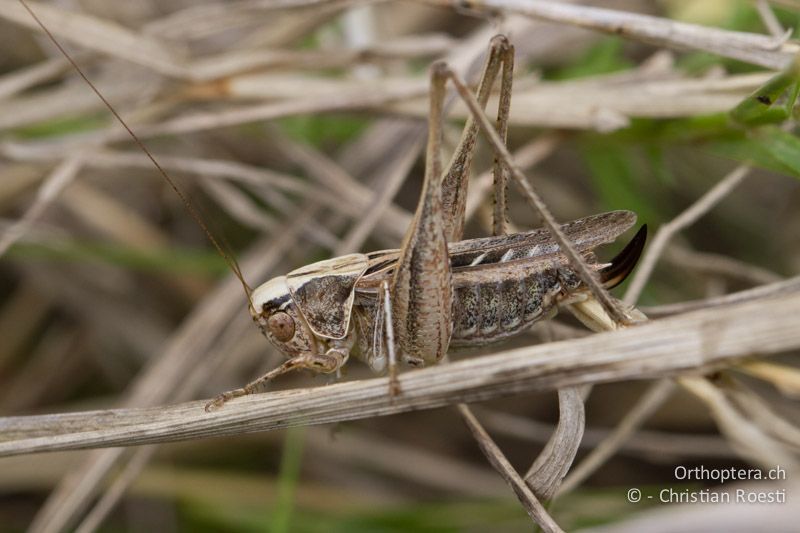 Tessellana tessellata ♀ - FR, Saint-Gilles, 10.07.2014