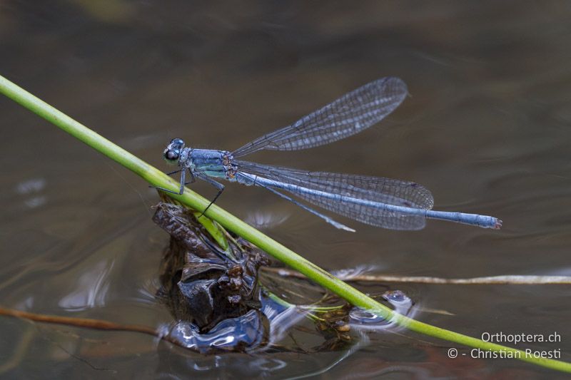 Pseudagrion cf. spernatum, Natal Sprite ♂ - SA, Mpumalanga, Dullstroom, Field & Stream Lodge, 13.01.2015