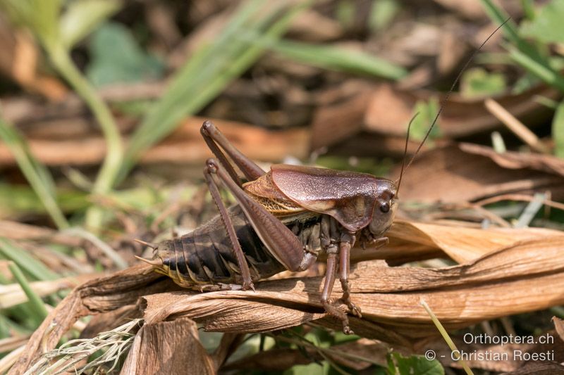 Psorodonotus illyricus ♂ - HR, Istrien, Račja Vas, Dol, 24.07.2015