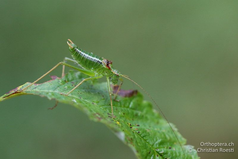 Poecilimon gracilis ♂, altes Individuum - AT, Kärnten, Bad Vellach, 17.09.2016