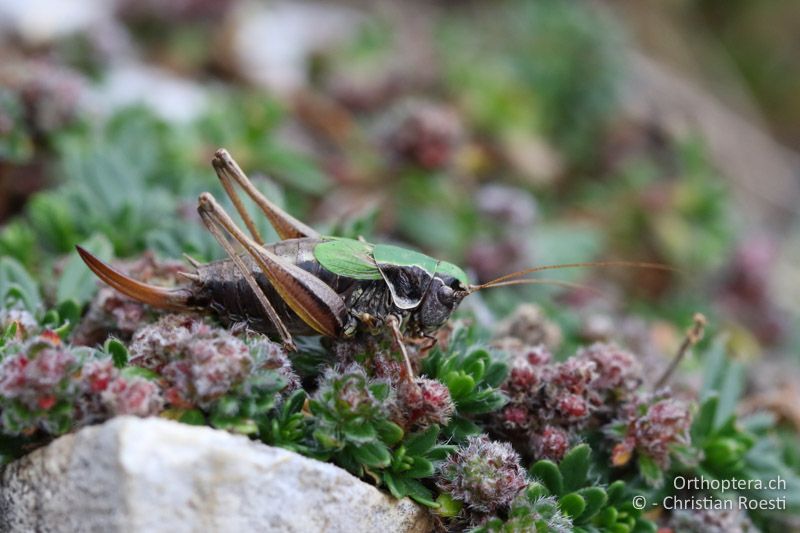 Metrioptera prenjica ♀ - SLO, Gorenjska, Mt. Vogel, 19.09.2016