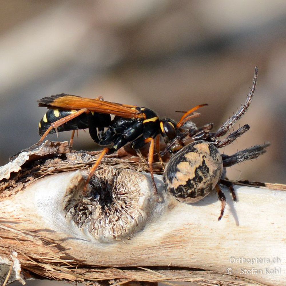 ♀ von Batozonellus lacerticida mit Spinne - GR, Zentralmakedonien, Kerkini-See, 07.07.2013