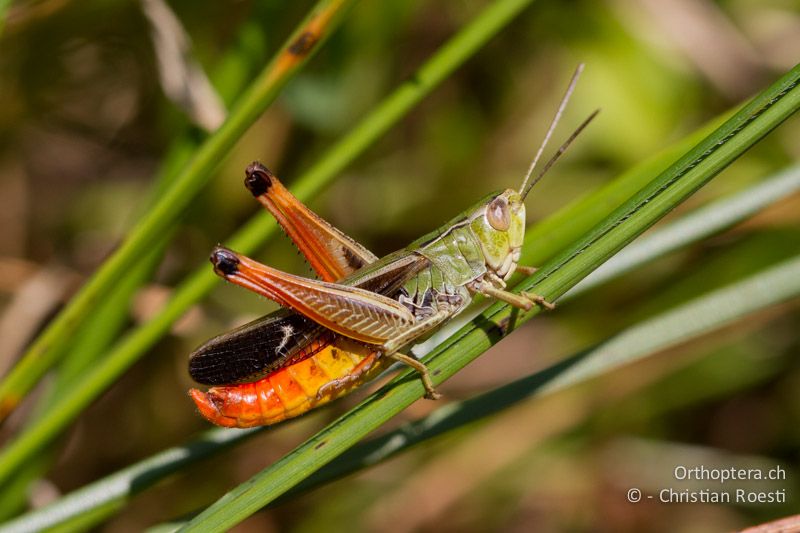 Stenobothrus lineatus ♂, singend - CH, TI, Mt. Generoso, 17.08.2013