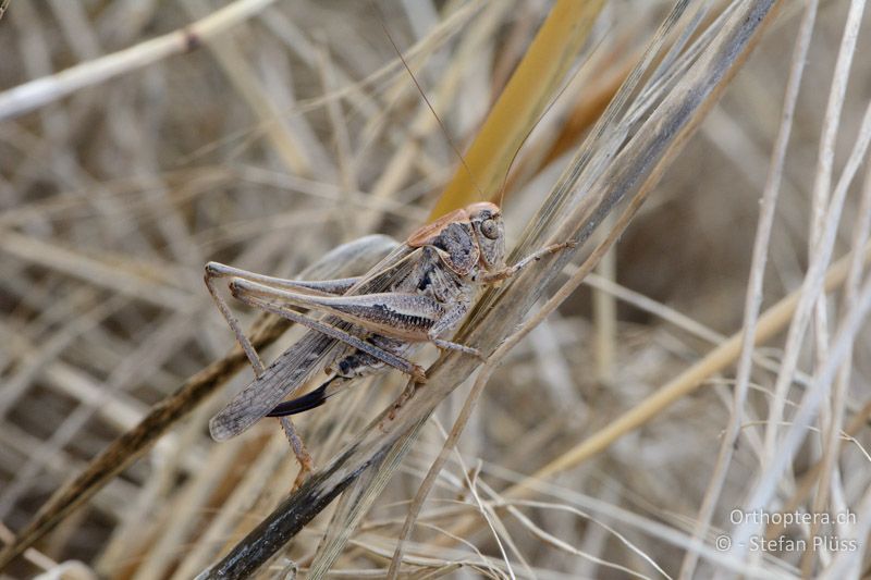 Südliche Beissschrecke (Platycleis affinis) ♀ - FR, bei Rians, 06.07.2014