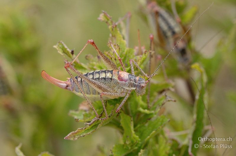 Poecilimon orbelicus ♀ - GR, Ostmakedonien, Mt. Pangeon, 06.07.2013