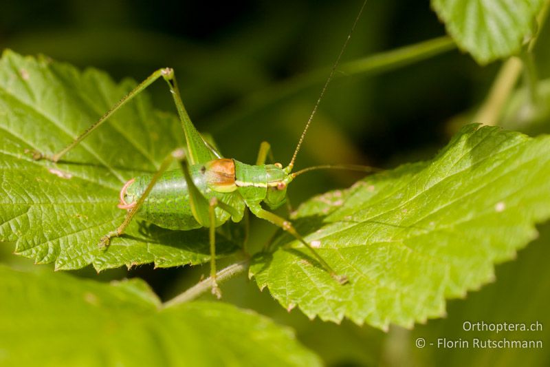 Frisch gehäutetes und noch blassgrünes ♂ von Barbitistes serricauda - CH, TG, Lengwiler Weiher, 05.07.2008