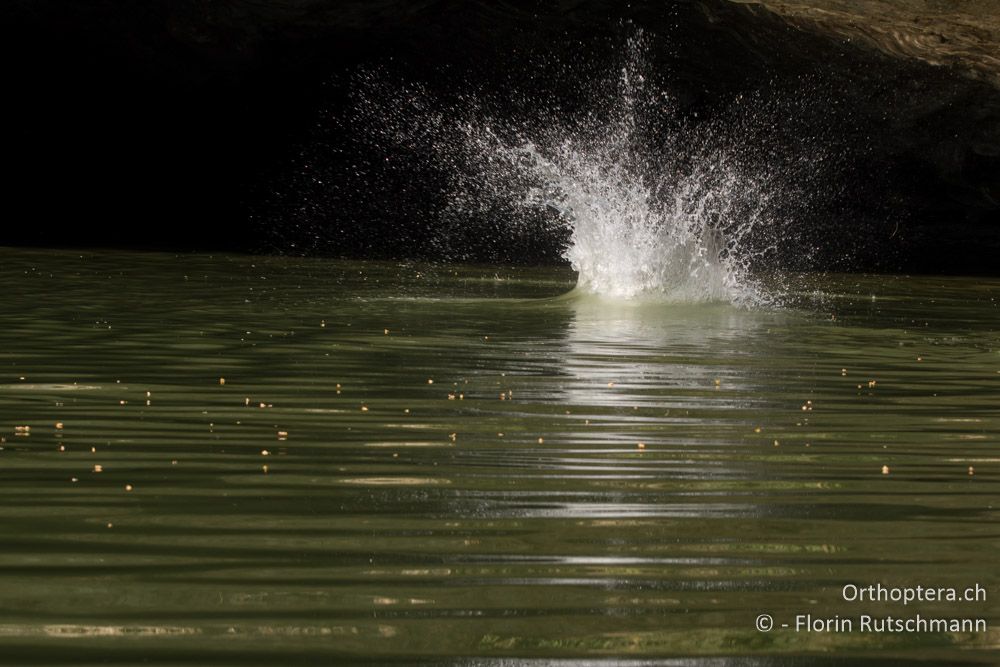 ....... Abkühlung! - HR, Istrien, Pazin, 21.07.2015