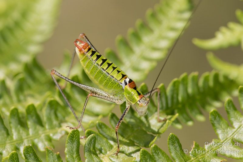 Poecilimon thoracicus ♂ - GR, Zentralmakedonien, Mt. Vrondous, 09.07.2017