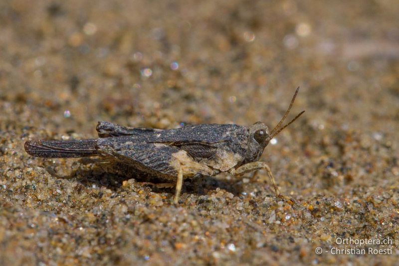 Tetrix bolivari ♂ - BG, Kardzhali, Krumovgrad, 23.04.2012