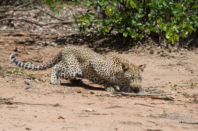 Leopard - SA, Limpopo, Krüger Park, Letaba, 05.01.2015