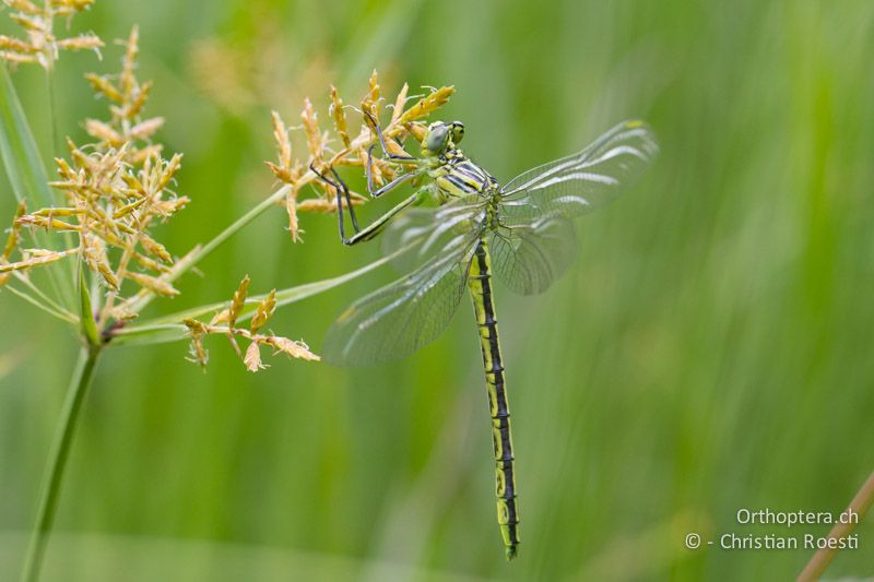 Notogomphus praetorius, Yellowjack - SA, Mpumalanga, Dullstroom, Field & Stream Lodge, 13.01.2015