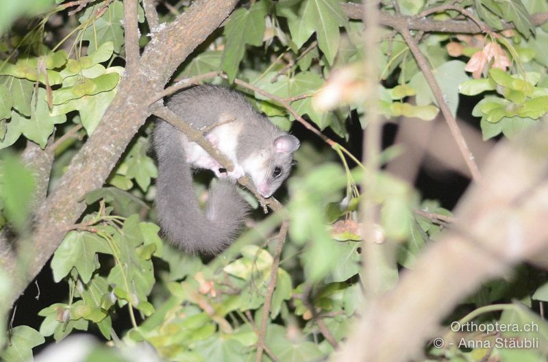 Siebenschläfer (Glis glis) - HR, Istrien, Pazin, 21.07.2015