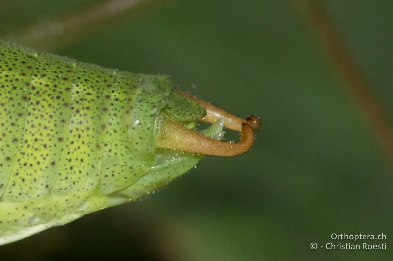 Poecilimon schmidti ♂ Hinterleibsende von der Seite oben - SLO, Osrednjeslovenska, Ljubljana, Flughafen, ex situ, 10.07.2016