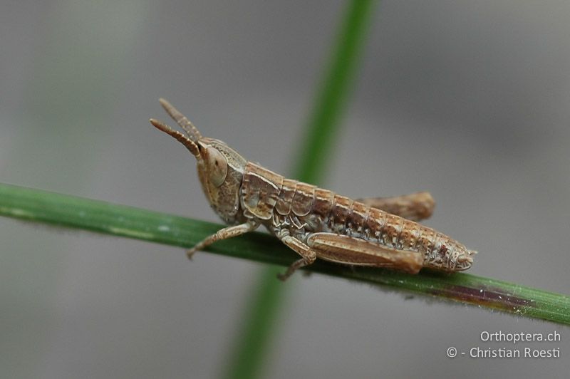 1. Larvenstadium von Chorthippus brunneus ♂ (in Gefangenschaft aufgezogen) - CH, VS, Pfynwald, 07.05.2007