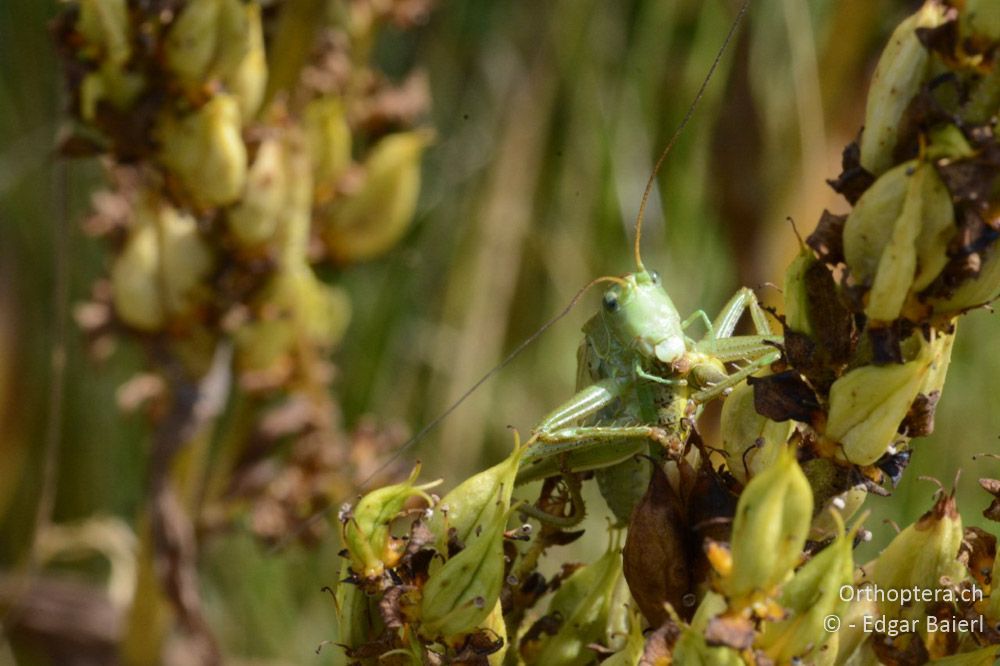 Tettigonia balcanica ♂: frisst Feldheuschrecken mit großem Appetit - BG, Blagoevgrad, Waldlichtung vor Raslog bei Bansko, 14.07.2018