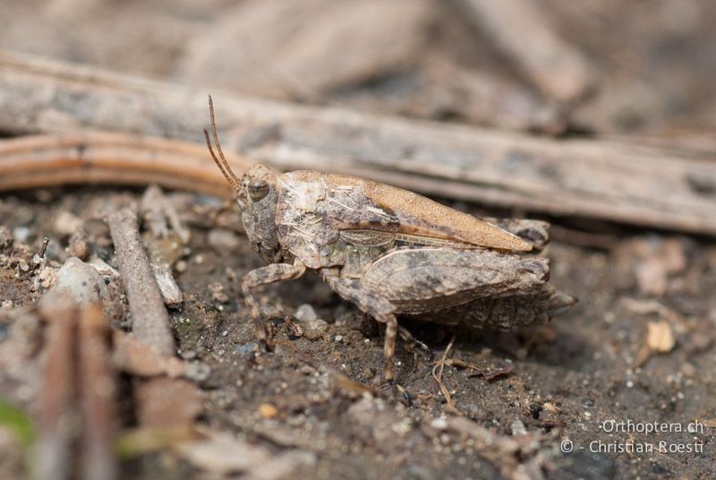 Tetrix tenuicornis ♀ - CH, BE, Wasen, 12.05.2009