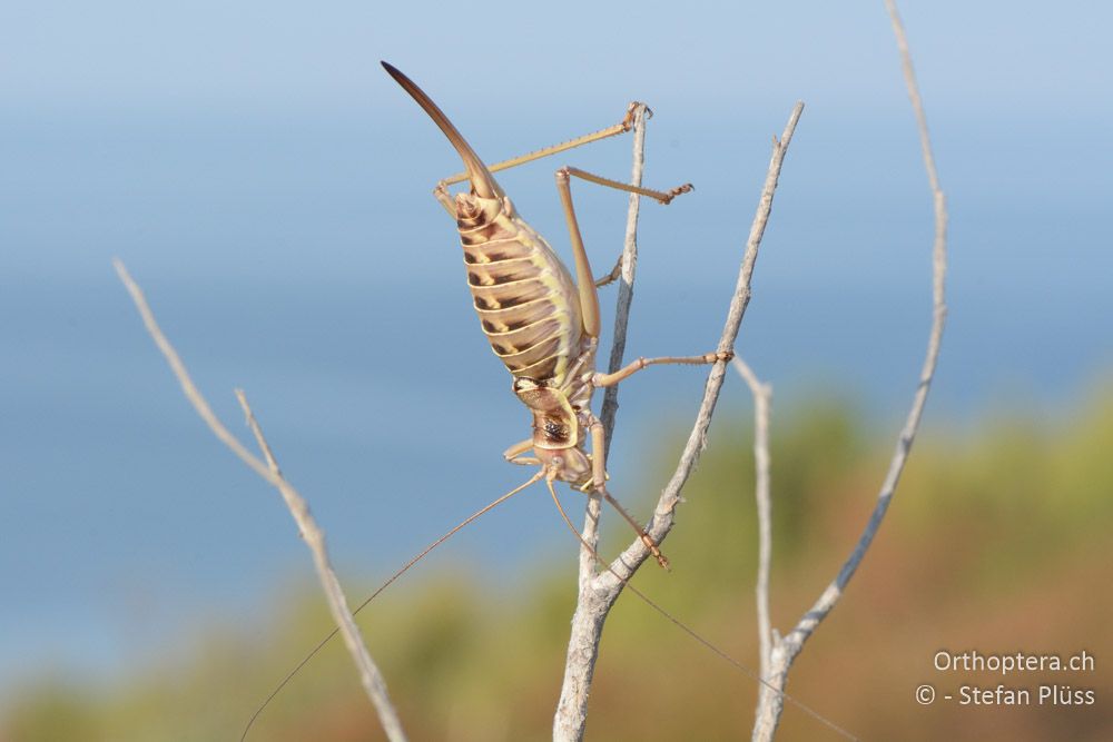 Ephippiger discoidalis ♀ - HR, Istrien, Premantura, 22.07.2015