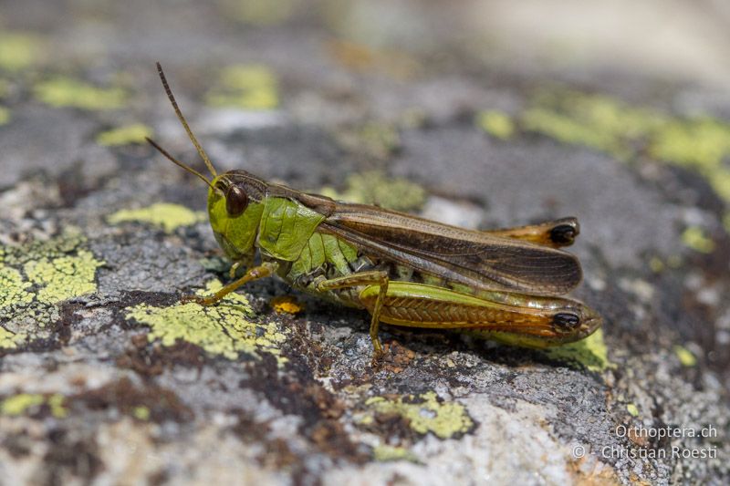 Stauroderus scalaris ♀. Typisches Individuum mit grünen Körperseiten und brauner Oberseite - CH, VS, Riederalp, 01.07.2011