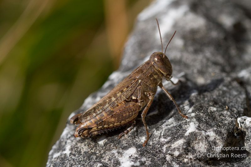 Calliptamus siciliae ♀ - CH, TI, Mt. Caslano, 02.09.2013