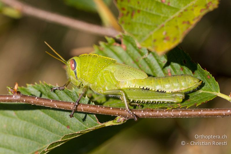 Larve von Anacridium aegyptium ♀ - CH, TI, Caslano, 02.09.2013