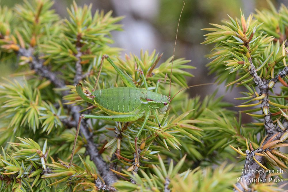 Isophya speciosa ♀- BG, Blagoewgrad, Bergwiese bei Pass nach Pirin, 12.07.2018