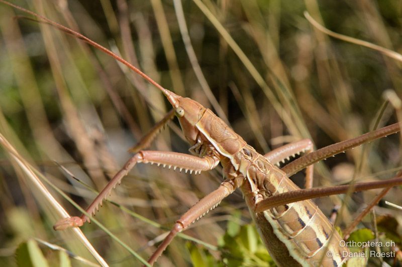 Sägeschrecke (Saga pedo) ♀ - HR, Istrien, Učka-Gebirge, 20.07.2015