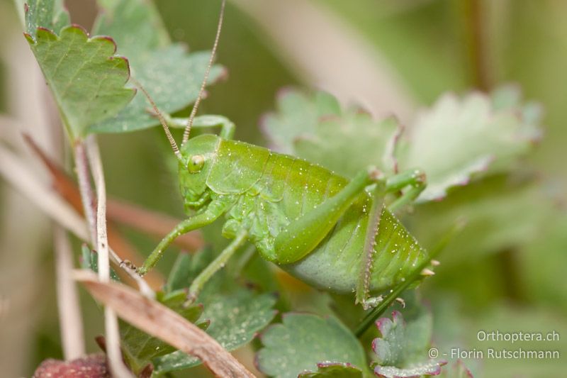 Larve von Polysarcus denticauda ♀ - CH, SH, Möösli, 23.04.2011