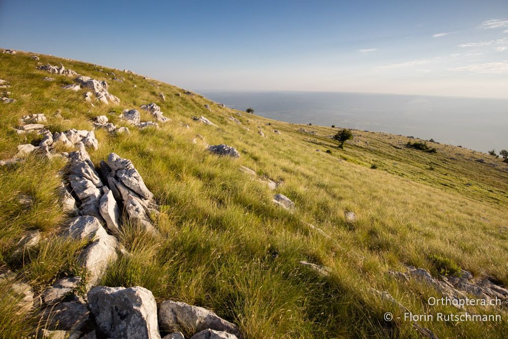 Landschaft in der Abendsonne - HR, Istrien, Učka-Gebirge, 22.06.2016