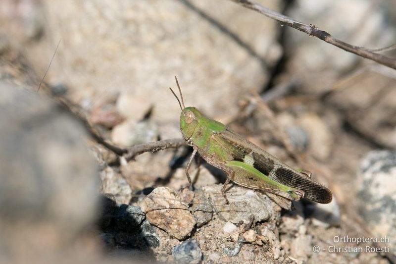 Grünes Weibchen von Aiolopus strepens - BG, Blagoewgrad, Ploski, 14.07.2018