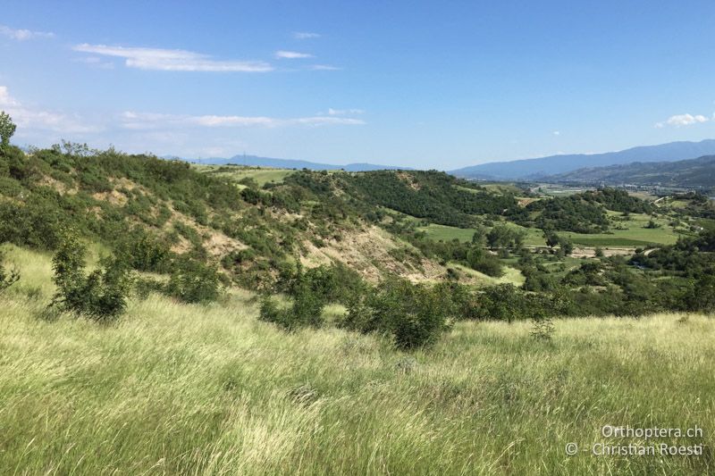 Lebensraum von Saga natoliae - BG, Blagoewgrad, Ploski, 14.07.2018