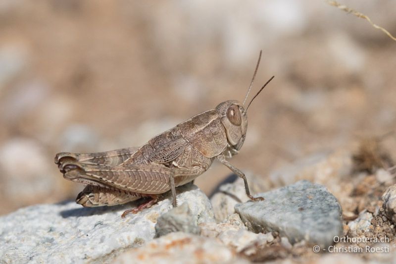 Paracaloptenus caloptenoides ♀ - BG, Haskowo, Madzharovo, 07.07.2019