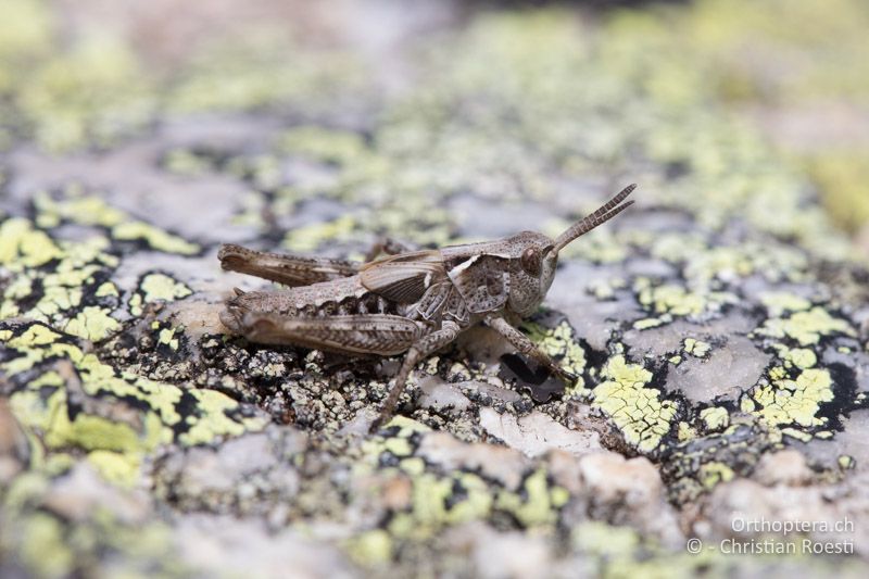 ♂ von Aeropedellus variegatus im letzten Larvenstadium - CH, GR, Muottas Muragl, 19.09.2019