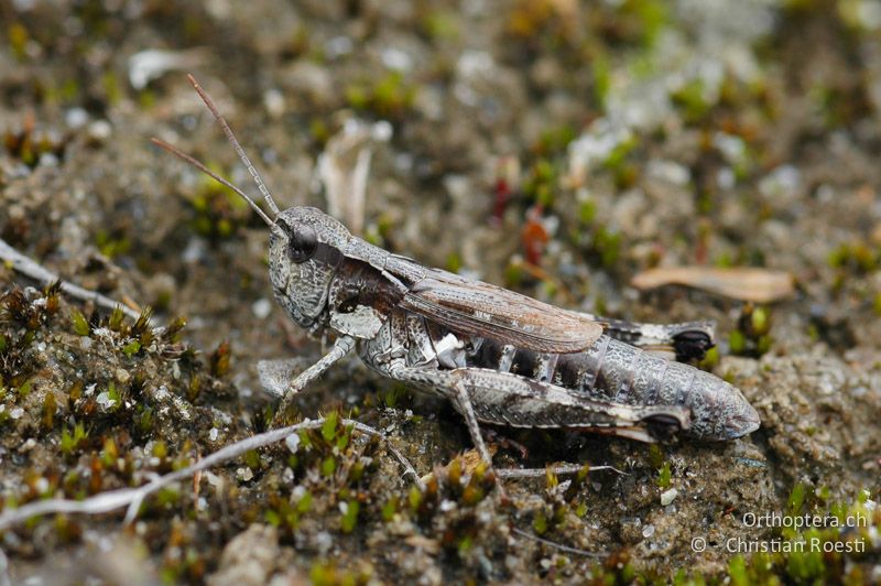 Chorthippus pullus ♀ - CH, VS, Salgesch, 23.07.2007