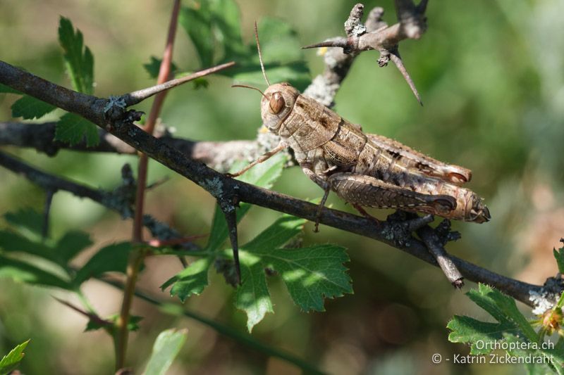 Brunners Schönschrecke (Paracaloptenus caloptenoides), Weibchen