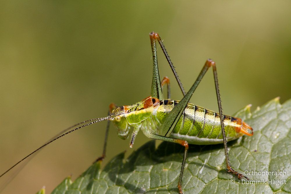 Buntschrecke Poecilimon jonicus lobulatus - Mt. Smolikas, 20.07.2011