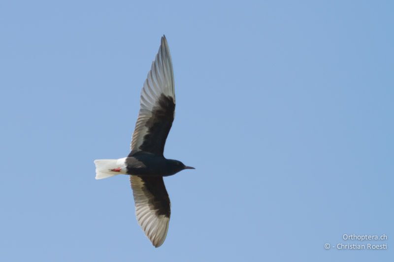 Am 29.04.2012 waren frühmorgens rund 500 ziehende Weissflügel-Seeschwalben (White-winged Tern, Chlidonias leucopterus) über dem kleinen See beim Camping Durankulak. Ein gutes Foto ist mir gleichwohl nicht gelungen. Durankulak, 29.04.2012