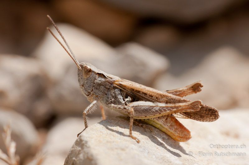 Chorthippus mollis ♂ - HR, Istrien, Brovinje, 20.07.2010