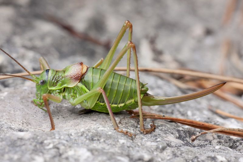 Ephippiger diurnus ♀ - CH, BE, Moutier, 08.08.2010