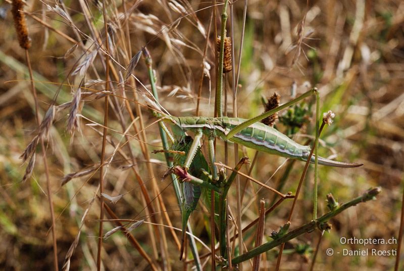 Sägeschrecke Saga campbelli ♀ frisst Heupferd - GR, Zentralmakedonien, Mt. Hortiatis, 04.07.2013