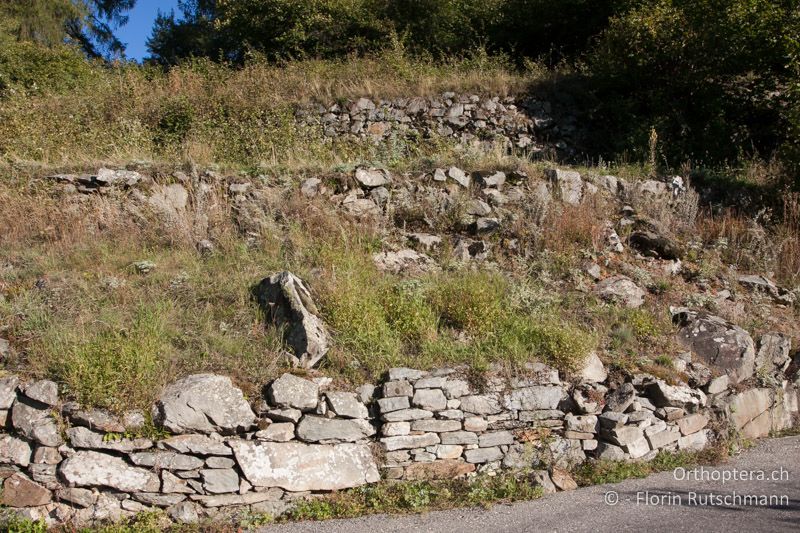 Trockenmauer mit strukturreicher Vegetation - CH, GR, Puschlav, 13.09.2013