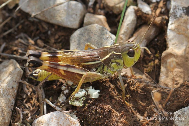 Provence-Höckerschrecke (Arcyptera kheili) - FR, Col des Portes, 06.07.2014