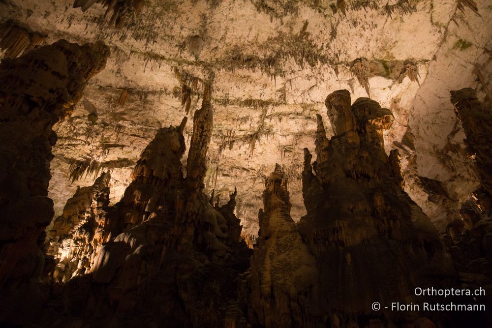 Höhle von Postojna - SLO, Osrednjeslovenska, Postojna, 26.07.2015